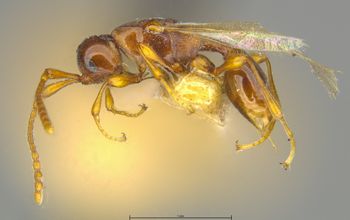 Media type: image;   Entomology 9029 Aspect: habitus lateral view